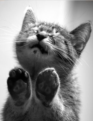 Cat 2
