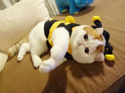 Cat 10