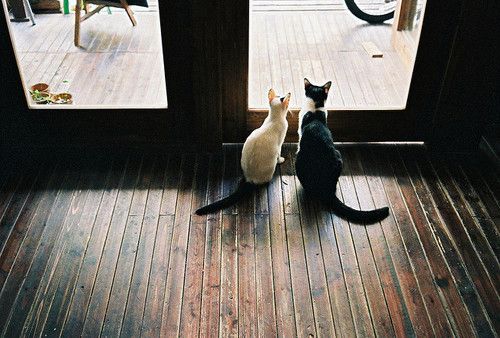 Cat 1