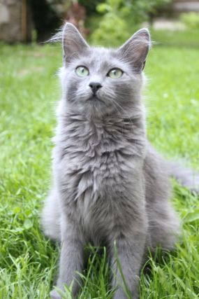 Cat 2
