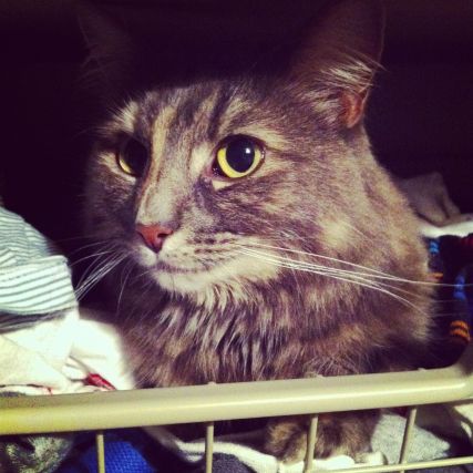 Cat 4