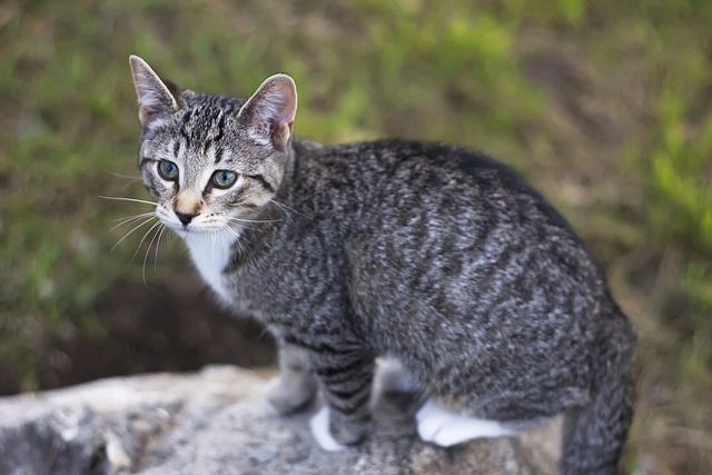 Cat 10