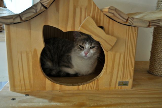 Cat 1