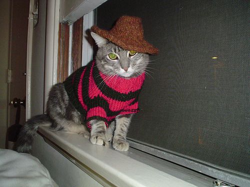 Cat 10