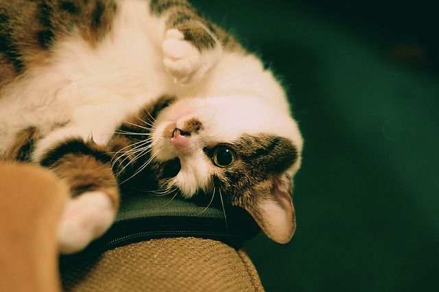Cat 9