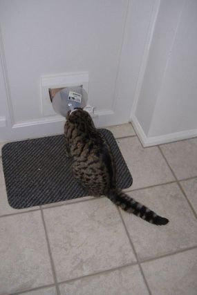 Cat 6