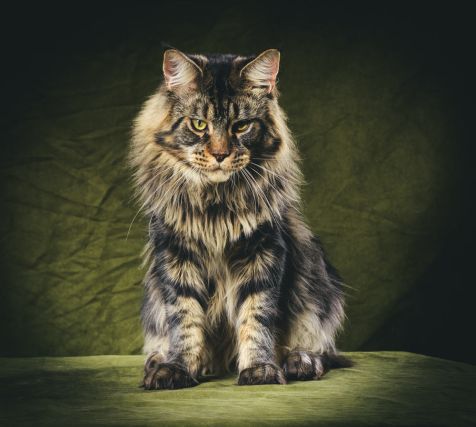 Cat 3