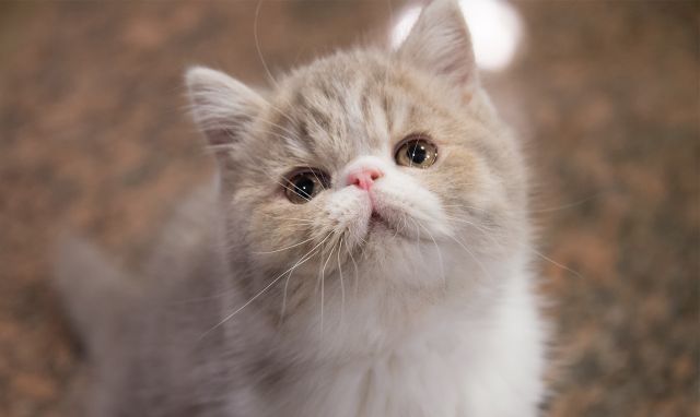 Cat 1