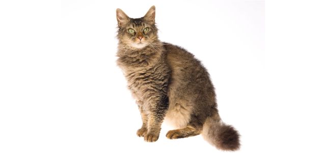 Cat 8