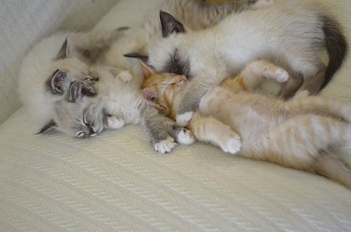 Cat 9