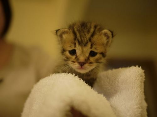 Cat 1