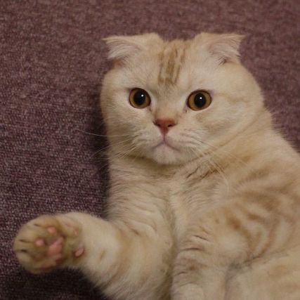 Cat 6