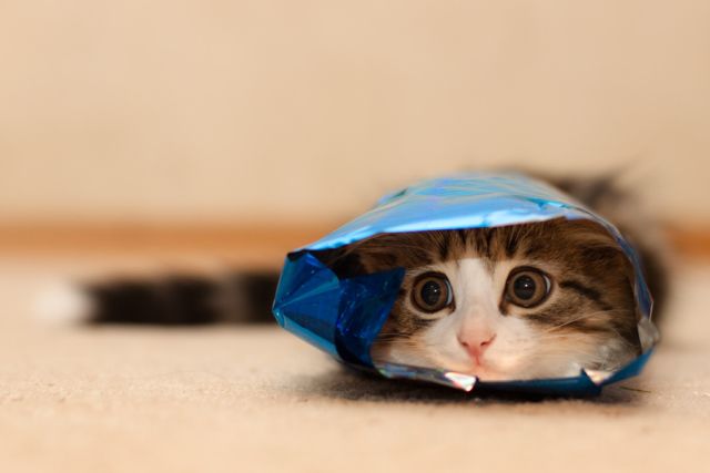 Cat 1