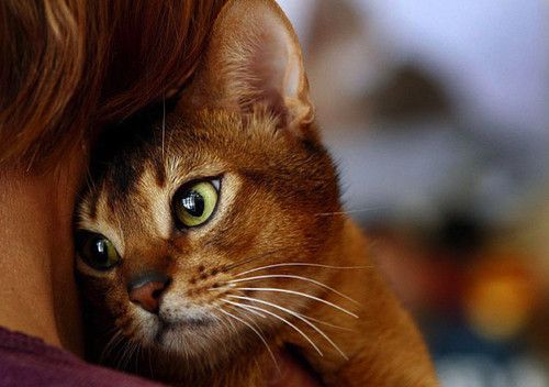 Cat 1