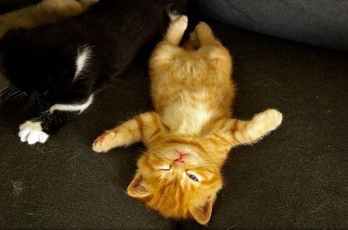 Cat 2