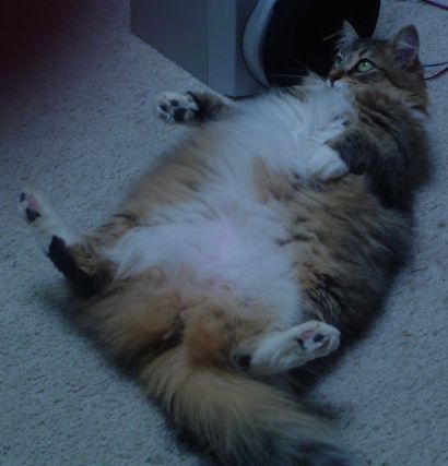 Cat 10
