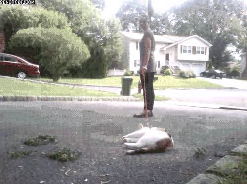Cat 3