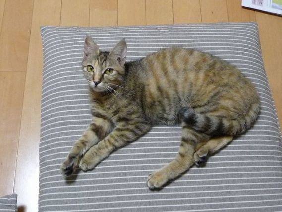 Cat 7