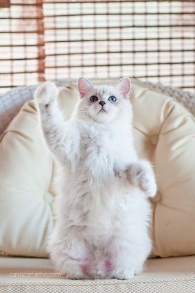 Cat 9