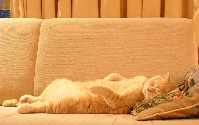 Cat 7