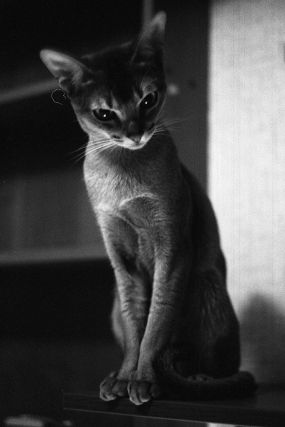 Cat 1
