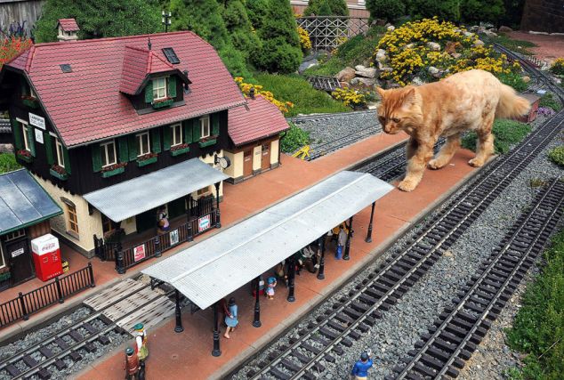 Cat 1