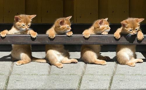 Cat 7