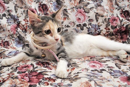Cat 1