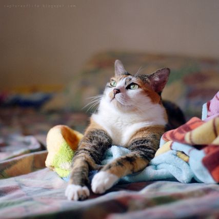 Cat 1