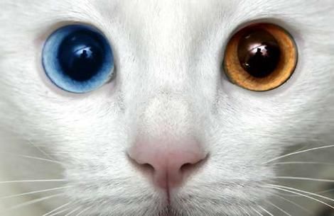 Cat 4