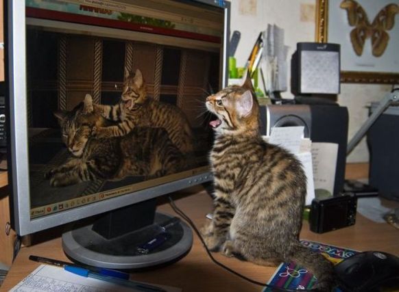 Cat 1