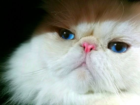 Cat 8